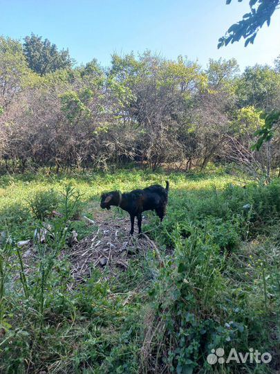 Козлята нубийские ламанча вязка