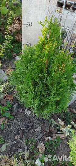 Туи, можжевельник