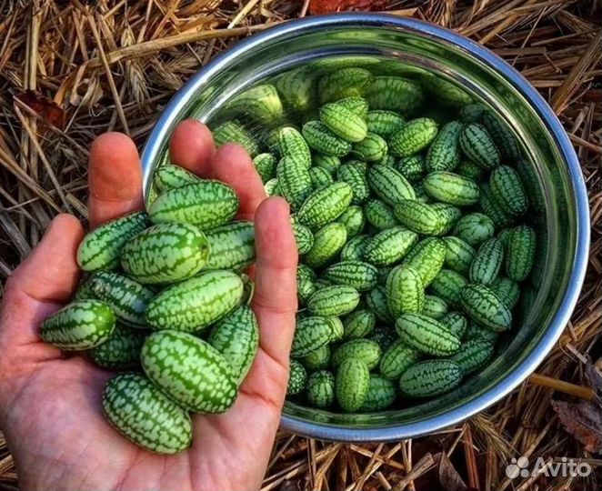 Африканские мини Огурчики семена