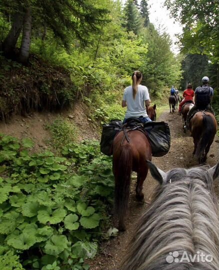 Экскурсия: Конные прогулки