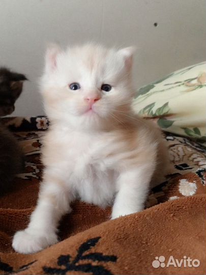 Котята мэйн кун