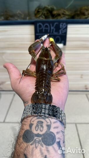 Живые и варенные раки