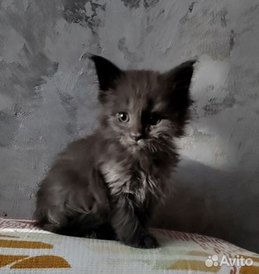Котята мейн-кун