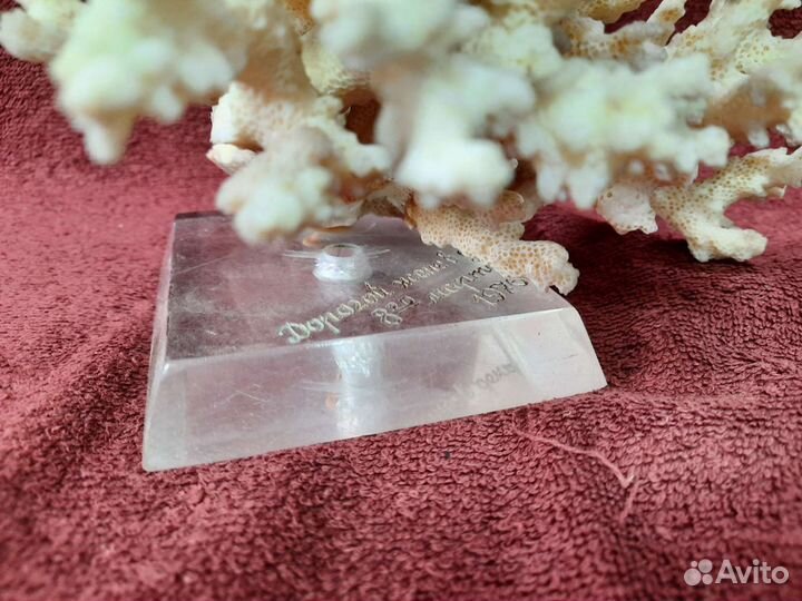 Коралл натуральный. Ветка.на подставке. 1976 год