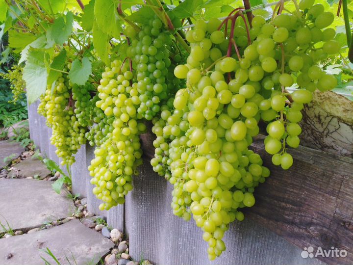 Саженцы винограда