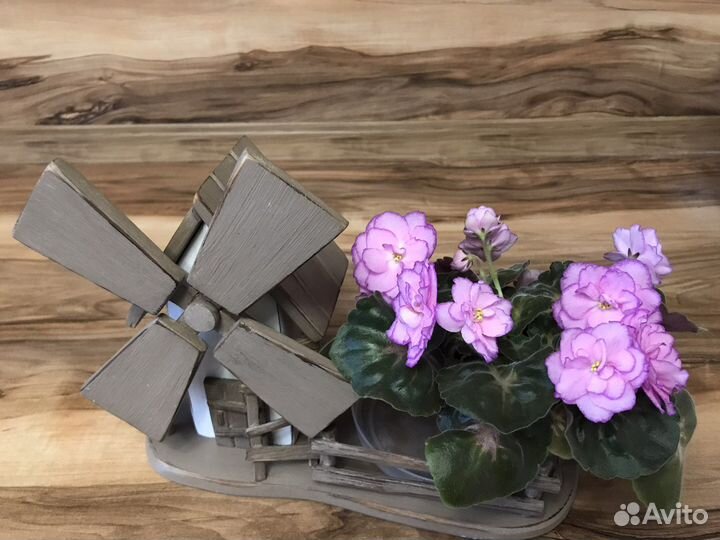 Фиалки, Хириты (примулины )