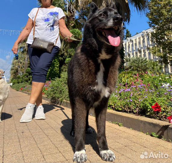 Собака ищет дом