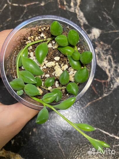 Крестовник геррейна