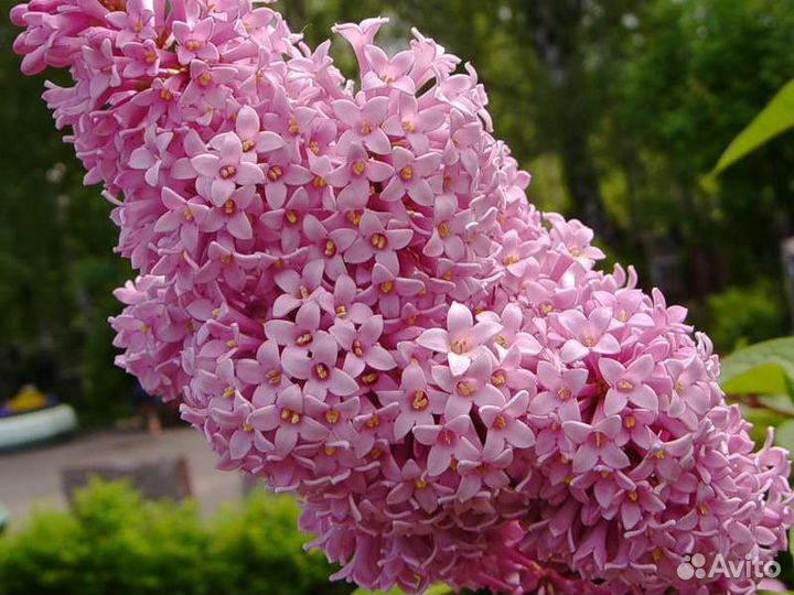 Выборг Саженцы Персидской, Венгерской, обыкновенно