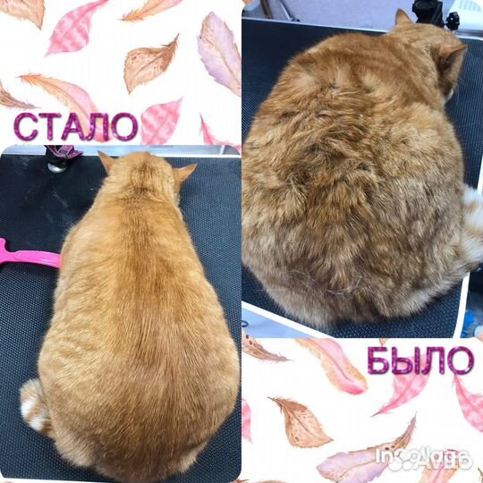 Делаю самые красивые стрижки вашим питомцам