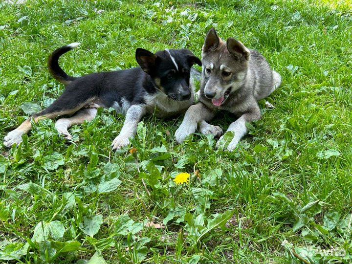 Щенки в добрые руки