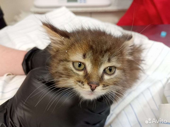 Котёнок девочка 2 месяца