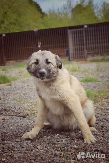 Щенки из приюта