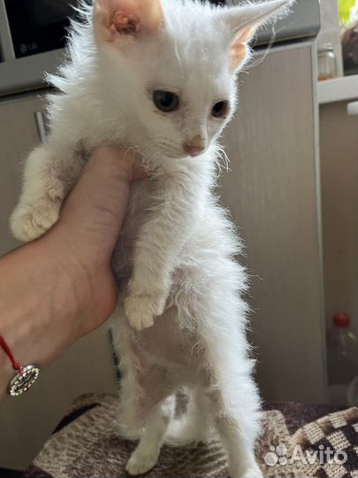 Корниш рекс