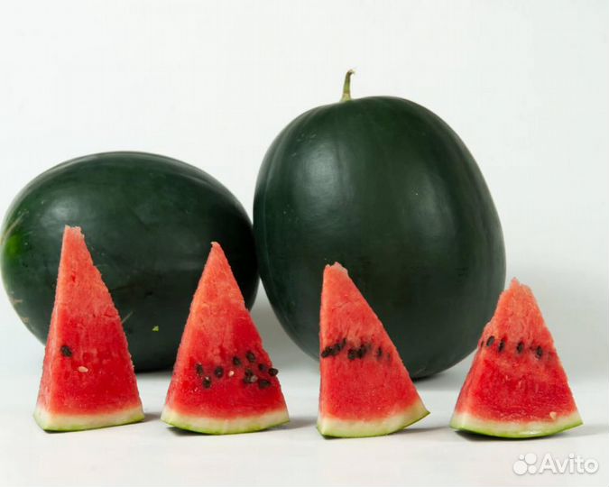 Семена Арбуза 