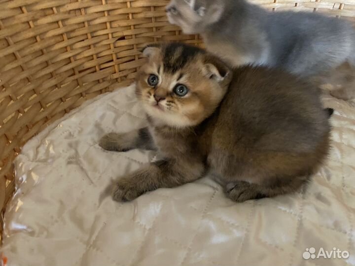 Шотландская