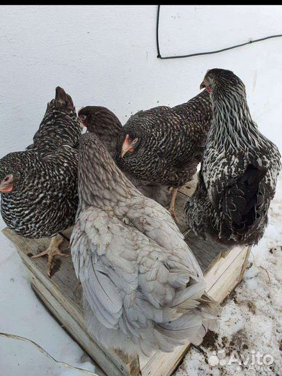 Куры несушки,курица,петухи