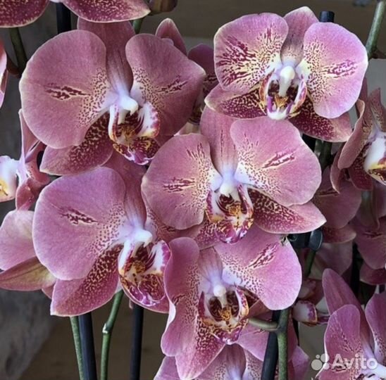 Орхидея фаленопсис