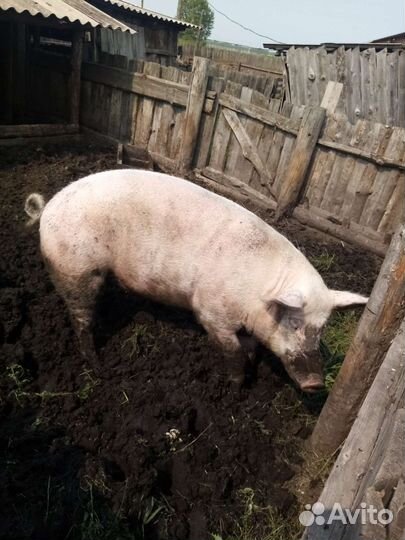 Кабан на племя