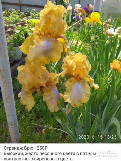 Ирисы сортовые