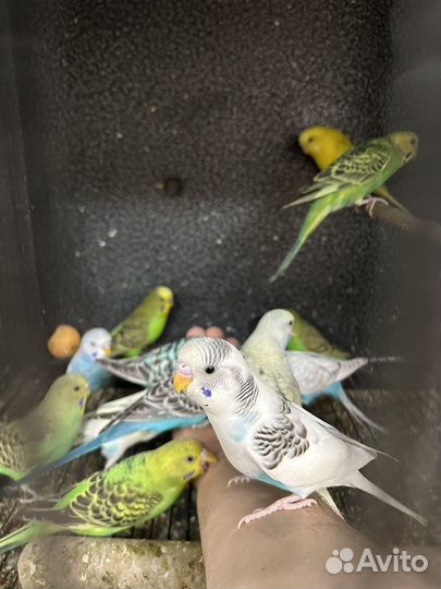 Поппугай волнистый