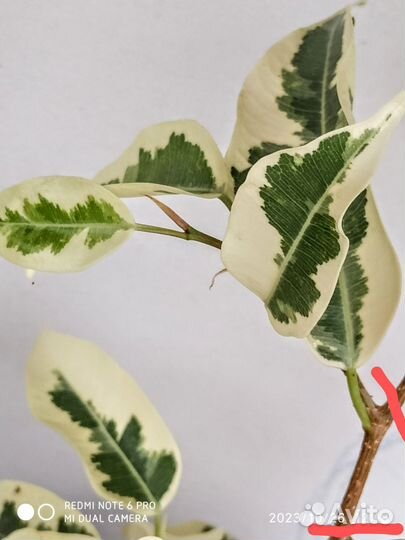 Фикус Бенджамина Твилайт