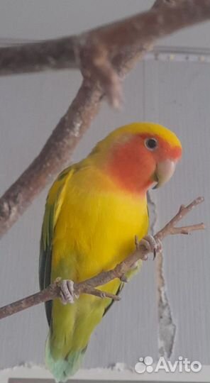 Попугай Неразлучник