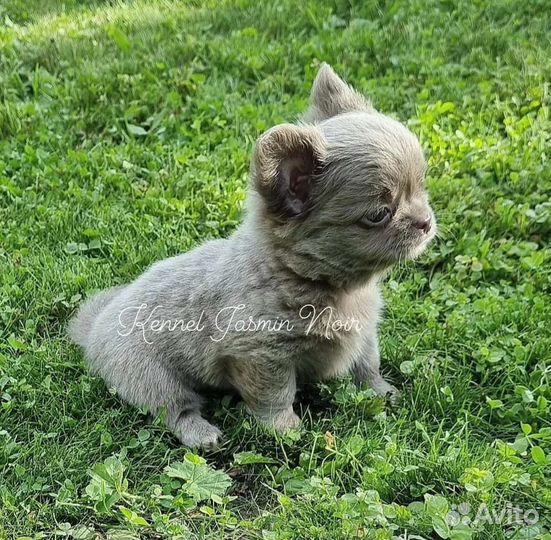 Чихуахуа кукольный мальчик