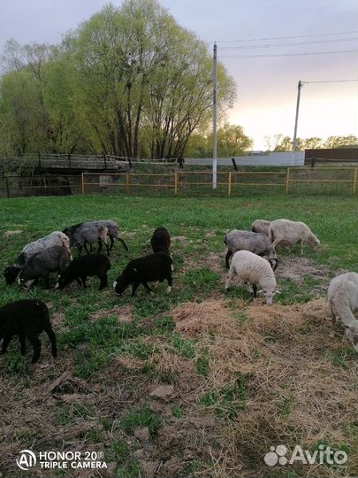 Овцы с ягнятами