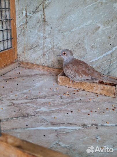 Бриллиантовые горлицы