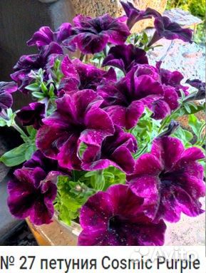 Вегетативная петуния (в наличии и под заказ)