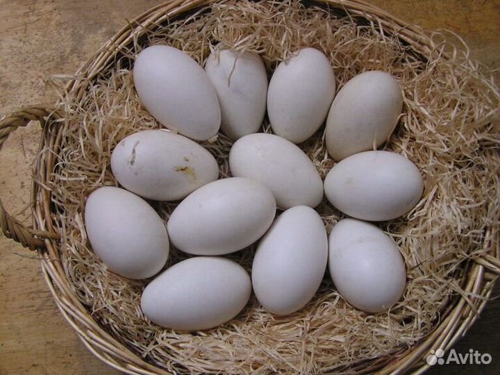 Инкубационное яйцо гусиное