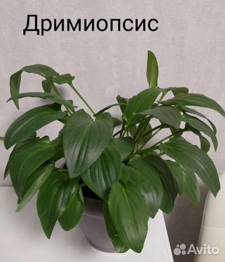 Комнатные цветы