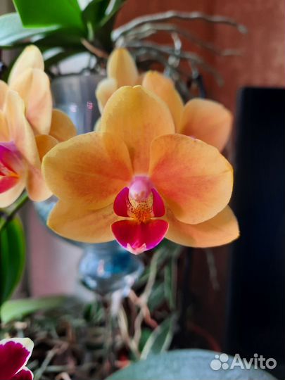 Орхидея фаленопсис детка