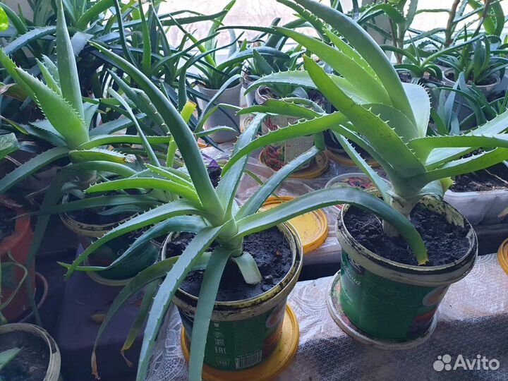 Продаю 3,5 летние алое