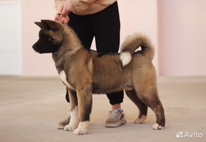 Американская акита