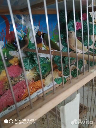 Амадины гульда