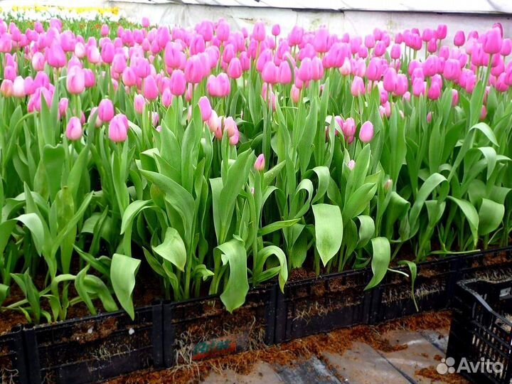 Луковица тюльпанов оптом 12;14+для выгонки