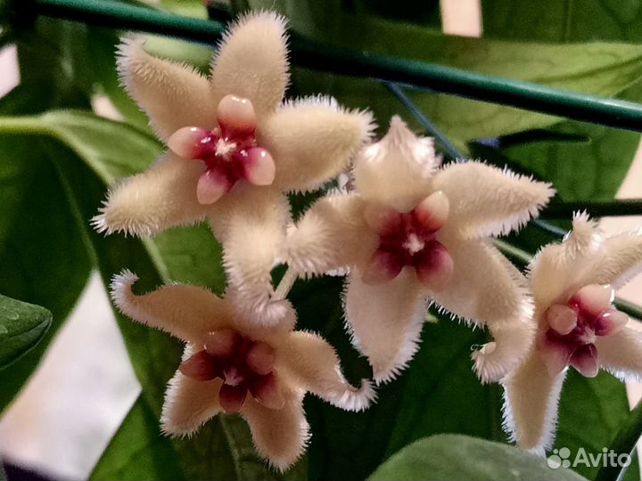 Редкие хойи