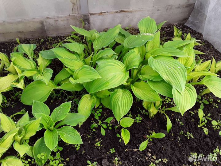 Рассада многолетних цветов