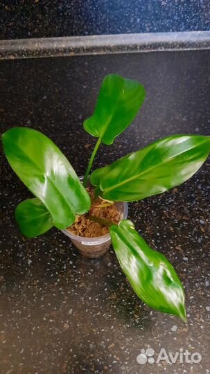 Филодендрон