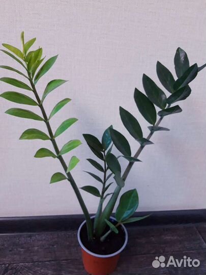 Замиокулькас