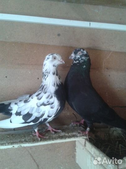 Голуби свердловские