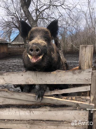 Кабан На племя