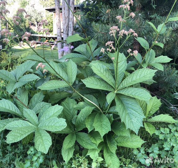 Многолетники, кустарники