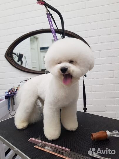 Бишон фризе вязка