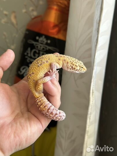 Эублефар самец