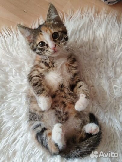 Трехцветный котенок в добрые руки