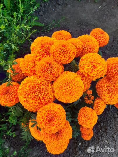 Черная смородина ягода