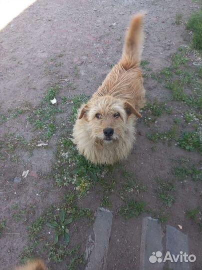 Керн терьер